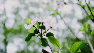 "Wild Harmony: Exploring the Untouched Beauty of Our Natural World."