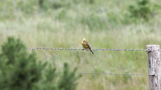 BIRD-Yellowhammer