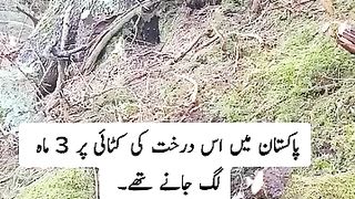 Plant a tree