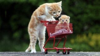 moments drôles animaux de compagnie