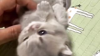 Funny actions 181