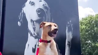 We broke Scooby-Doo out of the dog shelter! #dog #greatdane