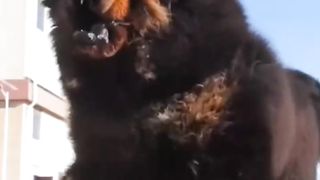 TIBETAN MASTIFF.