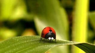 Cartoon ladybug and grasshopper!!! Very very funny!!!