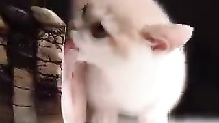 A cat that loves reptiles