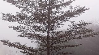 Amazing winter tree view