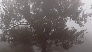 Beautiful tree view in winter