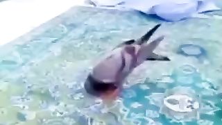 The pigeon ll beautiful birds
