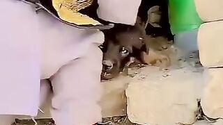 The little child