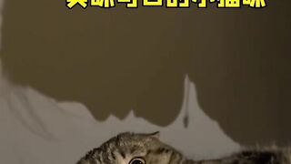Mao Mao
