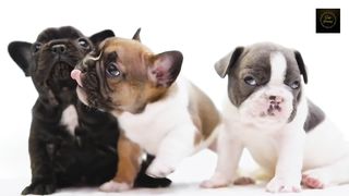 Puppy love puppy love puppy love