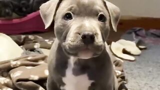 4 MYTHS told about PITBULLS ???? Adorable Pitbulls #shorts #pitbulls