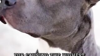 4 LIES told about PITBULLS ???? Wholesome Animals #shorts #pitbulls
