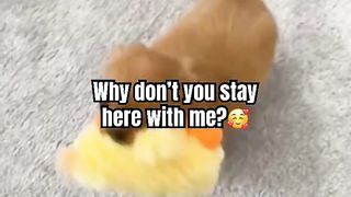Would YOU Quit your job for your Dog_ ???? Wholesome Animals #shorts #funnydog #cute