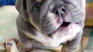 Angry Little Bulldog Sounds #shorts #puppy #dog