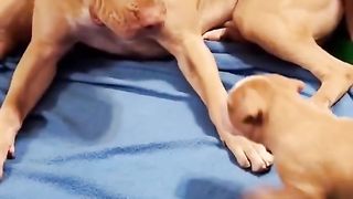 Red Nose Pitbull puppy annoying mom ❤️❤️ #shorts #dogsoftiktok #cutedogs.