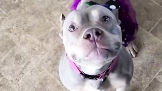 Send This To Someone Who Thinks All Pitbulls Are Dangerous #shorts #pitbull #pitbullpuppies.