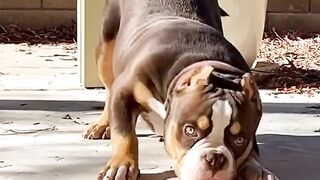 4 NEW Facts about Pitbulls???? Wholesome Animals ???? #shorts #pitbulls.
