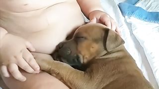 Adorable Baby Touches Sleepy Puppy as It Lays in His Lap.