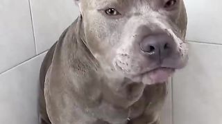 Dog Grooming ASMR #viral #asmr #doggrooming #dogbath #satisfying.