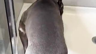 Dog Grooming ASMR #viral #asmr #doggrooming #dogbath #satisfying (