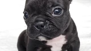 Tough and cute puppy ❤️