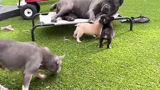 Cane Corso is a gentle giant ! Look how the puppies love her ????????‼️???? #shortsdog #guarddog