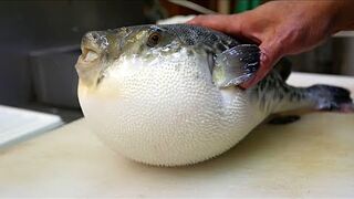 Fugu fish is a delicacy that risks your life!!!