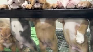 Hungry hippos ???? or micro bulls !_ They hungry! Available #shortsdog #puppy