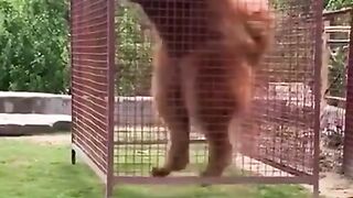 Tibetan Mastiff Giant Dog ???? freak