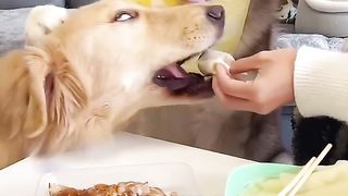 The importance of dogs learning a language is so cute that it becomes a spirit #5