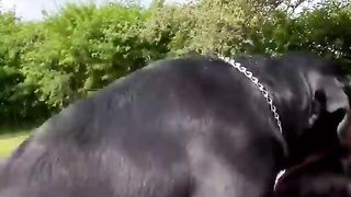 So beautiful Rottie love is the best ???????? #Shorts #rottweiler