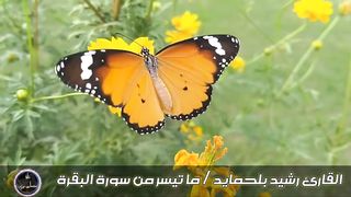 تلاوة تهدء الاعصاب