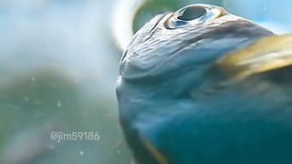Amazing fish..