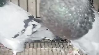 The colorful pigeon