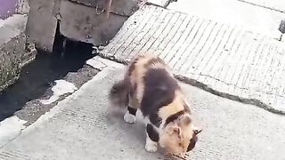 Kucing Persia Bermain Di tepi jalan