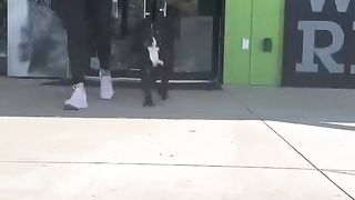 We broke a dog out of the shelter for the best day! #dog