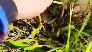 Belut Babon Beratnya 2kg Lebih