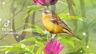 الطبيعه 2