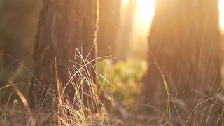 "Unveiling Eden: A Cinematic Exploration of Earth's Timeless Beauty"