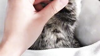 Cat 369 2