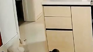Cat oops movements