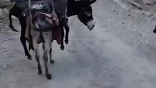 The donkey carries