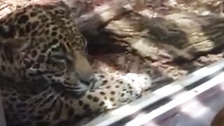 Funny Tiger King Inspired Videos