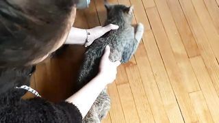 Cat heat cycle How to fix it cat