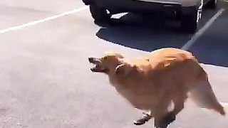 Teddys birthday celebration. #dog #dogsofyoutube #dogs #goldenretriever #puppy #shorts