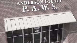 Giving an abandoned shelter dog the BEST day. #dog #animals