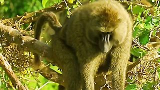 Almost eaten by a crocodile
