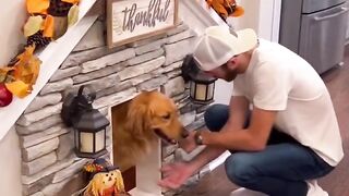 Teddy Tuesday! The BEST day. #dog #dogsofyoutube  #goldenretriever #puppy #teddytuesday #shorts