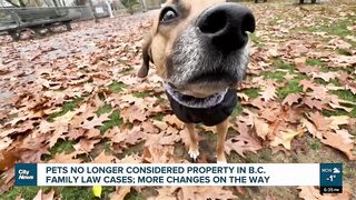 Pets no longer considered property in B.C. family law cases